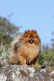 SPITZ ALLEMAND 161